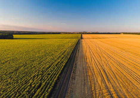 Colorful farm fields from above. Sunflower, wheat, rye and corn. Agricultural background