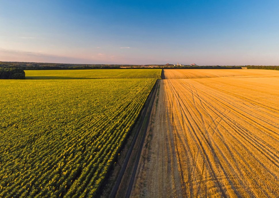 Colorful farm fields from above. Sunflower, wheat, rye and corn. Agricultural background